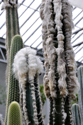 cacti at the International Peace Garden